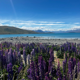 薰衣草的紫、湖泊的浅